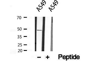Western blot analysis of extracts from A549, using Inhibin beta A antibody.
