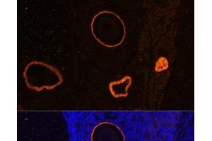 Immunofluorescence analysis of Rat oophoroma cells using ZP3 Polyclonal Antibody at dilution of 1:100. (Zona Pellucida Glycoprotein 3 antibody)