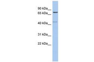 Image no. 1 for anti-Peroxisomal Biogenesis Factor 5 (PEX5) (C-Term) antibody (ABIN6743971)