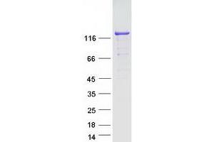 Validation with Western Blot (SRGAP1 Protein (Myc-DYKDDDDK Tag))