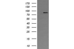 Image no. 1 for anti-AFG3-Like Protein 2 (AFG3L2) (AA 1-250) antibody (ABIN1490630) (AFG3L2 antibody  (AA 1-250))