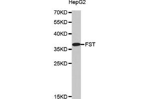 Western blot analysis of extracts of HepG2 cells, using FST antibody (ABIN5971512). (Follistatin antibody)