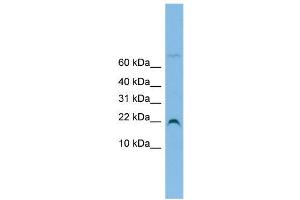 WB Suggested Anti-NHP2L1 Antibody Titration:  0. (NHP2L1 antibody  (N-Term))