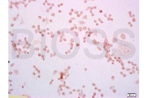 Mouse macrophages(RAW264. (TLR4 antibody  (AA 751-835))