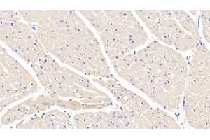 Detection of IL1b in Caprine Cardiac Muscle Tissue using Polyclonal Antibody to Interleukin 1 Beta (IL1b) (IL-1 beta antibody  (AA 1-266))