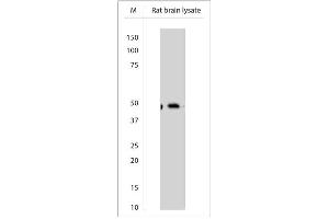 WB on rat brain lysate using Sheep antibody to Beclin-1 (400-450)    at 1:200 dilution. (Beclin 1 antibody)