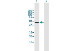 Western Blot analysis of CPA3 expression in transfected 293T cell line by CPA3 MaxPab polyclonal antibody. (CPA3 antibody  (AA 1-417))