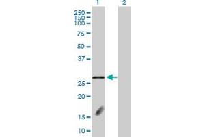 Western Blot analysis of FBXL18 expression in transfected 293T cell line by FBXL18 MaxPab polyclonal antibody. (FBXL18 antibody  (AA 1-259))