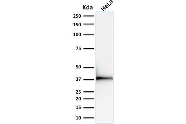 Emerin antibody  (AA 56-167)