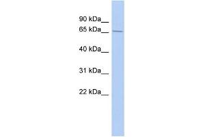 WB Suggested Anti-LAntibody Titration:  0. (LARP4 antibody  (Middle Region))