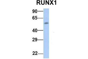 Host:  Rabbit  Target Name:  RUNX1  Sample Type:  Human Fetal Muscle  Antibody Dilution:  1. (RUNX1 antibody  (Middle Region))