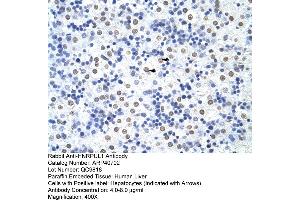 Rabbit Anti-HNRPUL1 Antibody  Paraffin Embedded Tissue: Human Liver Cellular Data: Hepatocytes Antibody Concentration: 4.