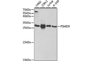 Western blot analysis of extracts of various cell lines, using PSMD9 antibody (ABIN1876545) at 1:1000 dilution. (PSMD9 antibody)