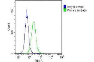 Overlay histogram showing Hela cells stained with (ABIN6242955 and ABIN6578646) (green line). (GALC antibody  (AA 26-56))