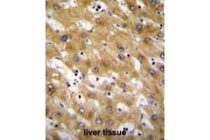 CLEC12B Antibody (C-term) immunohistochemistry analysis in formalin fixed and paraffin embedded human liver tissue followed by peroxidase conjugation of the secondary antibody and DAB staining. (CLEC12B antibody  (C-Term))