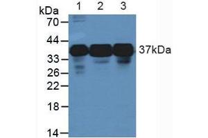 Figure. (HNRNPA2B1 antibody  (AA 21-103))