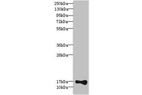 THRSP antibody  (AA 1-146)