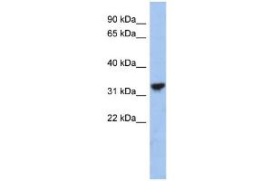WB Suggested Anti-CYC1 Antibody Titration: 0. (Cytochrome C1 antibody  (Middle Region))