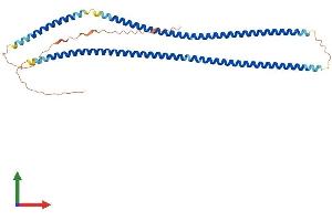 AlphaFold protein structure predicition of Mouse Recombinant Krt34 Protein, UniprotID Q9D646 (Keratin 34 Protein (KRT34) (AA 1-392) (His tag))