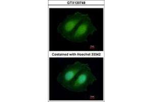 Image no. 1 for anti-COBW Domain Containing 1 (CBWD1) (AA 131-395) antibody (ABIN1497113) (CBWD1 antibody  (AA 131-395))