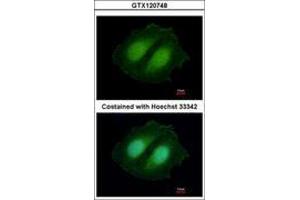 Image no. 1 for anti-COBW Domain Containing 1 (CBWD1) (AA 131-395) antibody (ABIN1497113) (CBWD1 antibody  (AA 131-395))