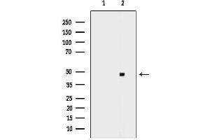 anti-Coagulation Factor II (thrombin) Receptor (F2R) (N-Term) antibody