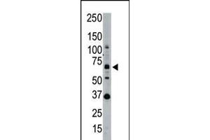 Western blot analysis of SENP1 polyclonal antibody in whole HL60 cell lysate: SENP1 was detected using purified Pab. (SENP1 antibody  (N-Term))