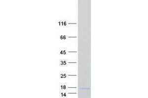 Validation with Western Blot (LYRM4 Protein (Myc-DYKDDDDK Tag))