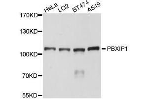 Western blot analysis of extracts of various cell lines, using PBXIP1 antibody (ABIN5996238) at 1/1000 dilution.