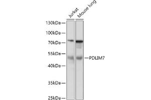 Western blot analysis of extracts of various cell lines, using PDLIM7 antibody (ABIN7269197) at 1:1000 dilution. (PDLIM7 antibody  (AA 90-190))