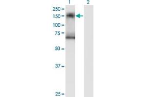 Western Blot analysis of SIK2 expression in transfected 293T cell line by SIK2 monoclonal antibody (M01), clone 4H6.