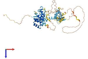 Neuro-Oncological Ventral Antigen 2 (NOVA2) (AA 1-492) protein (His tag)