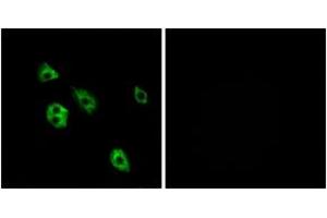 Immunofluorescence (IF) image for anti-G Protein-Coupled Receptor 27 (GPR27) (AA 181-230) antibody (ABIN2890871) (GPR27 antibody  (AA 181-230))