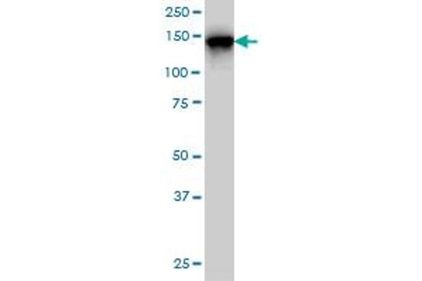 TRAPPC10 antibody  (AA 1162-1257)
