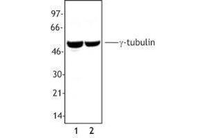 Western Blotting (WB) image for anti-Tubulin, gamma (TUBG) antibody (ABIN2666216) (gamma Tubulin antibody)