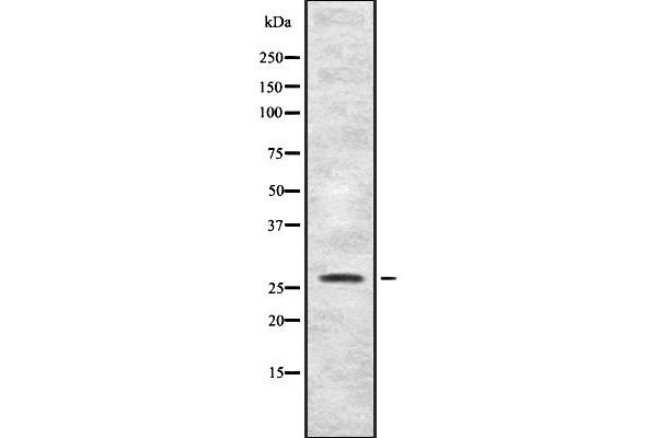 FGFBP1 antibody  (C-Term)