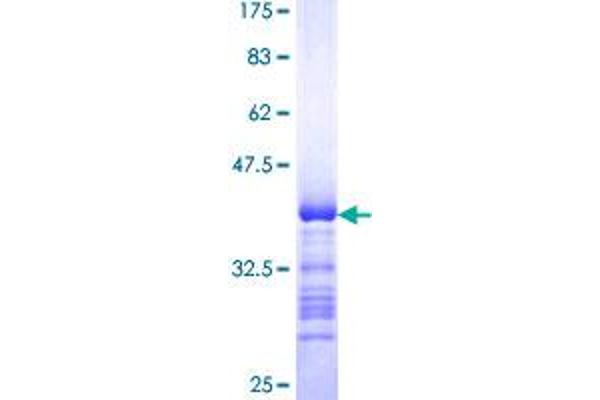 PTPN4 Protein (AA 361-460) (GST tag)