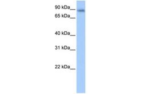 JAKMIP1 anticorps  (AA 397-446)
