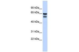 GALNT4 antibody  (AA 360-409)