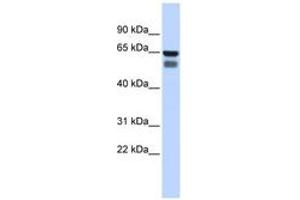 Image no. 1 for anti-UDP-N-Acetyl-alpha-D-Galactosamine:polypeptide N-Acetylgalactosaminyltransferase 4 (GalNAc-T4) (GALNT4) (AA 360-409) antibody (ABIN6743373) (GALNT4 antibody  (AA 360-409))