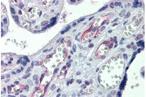 Human Placenta: Formalin-Fixed, Paraffin-Embedded (FFPE) (Claudin 23 antibody  (AA 221-270))