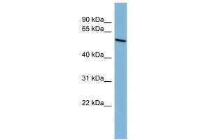 CYP2C18 antibody used at 1 ug/ml to detect target protein.