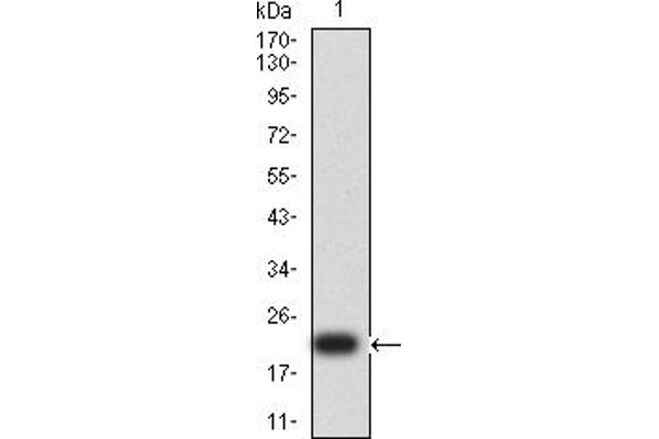 SPA17 抗体  (AA 1-152)