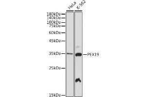 Western blot analysis of extracts of various cell lines, using PEX19 antibody (ABIN7269247) at 1:1000 dilution. (PEX19 antibody)