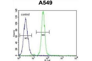 Flow cytometric analysis of A549 cells using Heme oxygenase 1 / HMOX1 Antibody (Center) Cat. (HMOX1 antibody  (Middle Region))