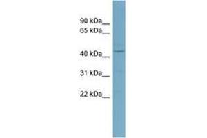 Image no. 1 for anti-Casein Kinase 1, delta (CSNK1D) (AA 143-192) antibody (ABIN6741826) (Casein Kinase 1 delta antibody  (AA 143-192))