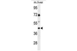 Western blot analysis of B3GNT5 Antibody (Center) in mouse liver tissue lysates (35µg/lane).