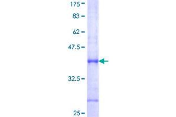 PDE7A Protein (AA 18-117) (GST tag)