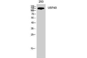 Western Blotting (WB) image for anti-Ubiquitin Specific Peptidase 40 (USP40) (Internal Region) antibody (ABIN3177889) (USP40 antibody  (Internal Region))