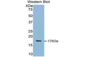 Western Blotting (WB) image for anti-Vascular Endothelial Growth Factor B (VEGFB) (AA 21-137) antibody (ABIN3209179) (VEGFB antibody  (AA 21-137))